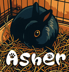 Asher - 7 year old Mini